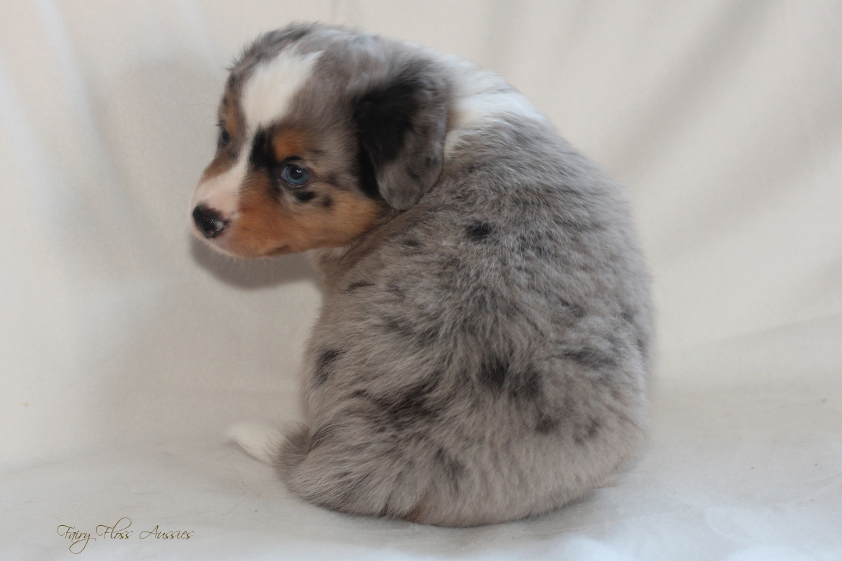 Mini American Shepherd - Mini Aussie Welpen - Mini Aussie Z&uuml;chter - Gesunde Mini Aussies - American Shepherd