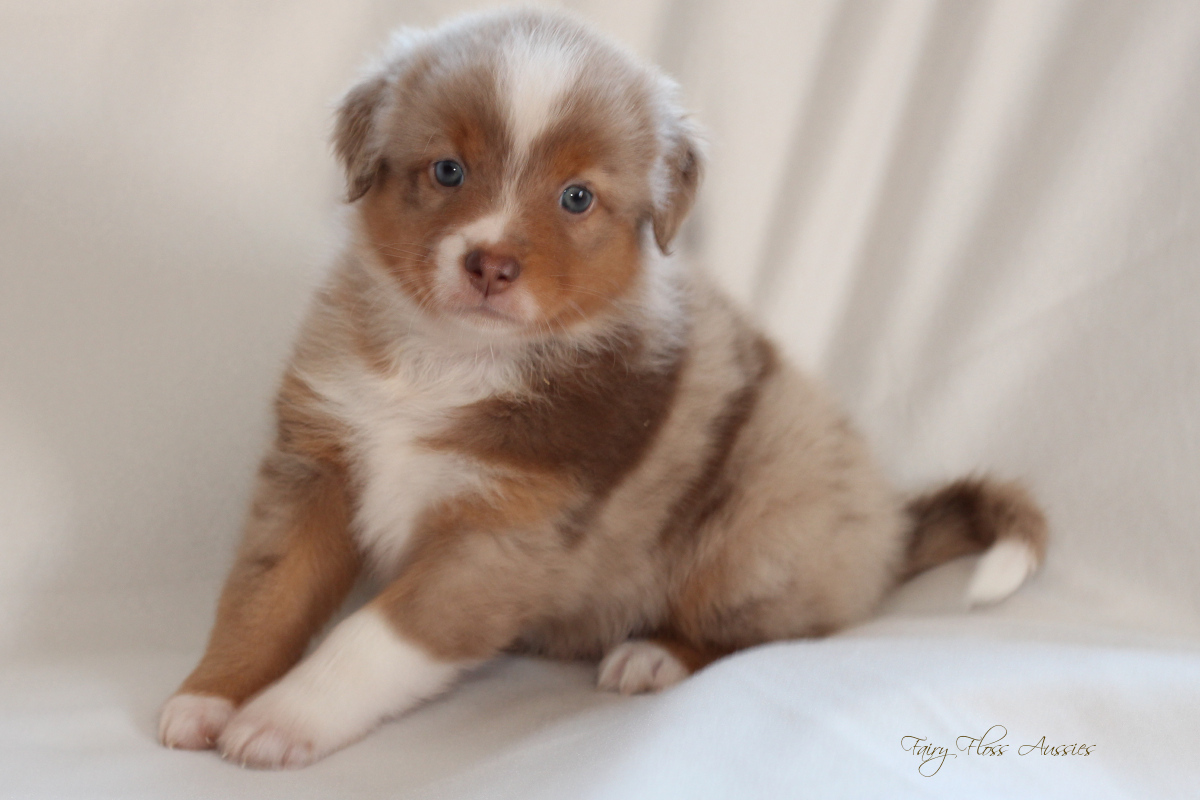CH Energie's From Zero To Hero - Mini Aussie Blue Merle Deckr&uuml;de
