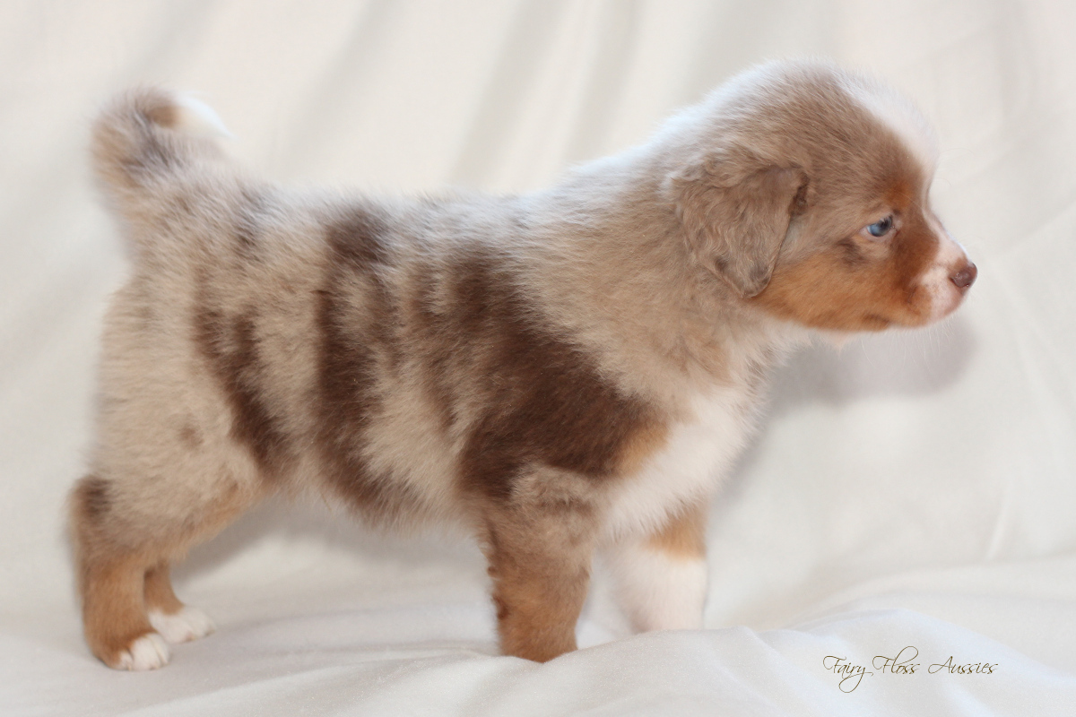 CH Energie's From Zero To Hero - Mini Aussie Blue Merle Deckr&uuml;de