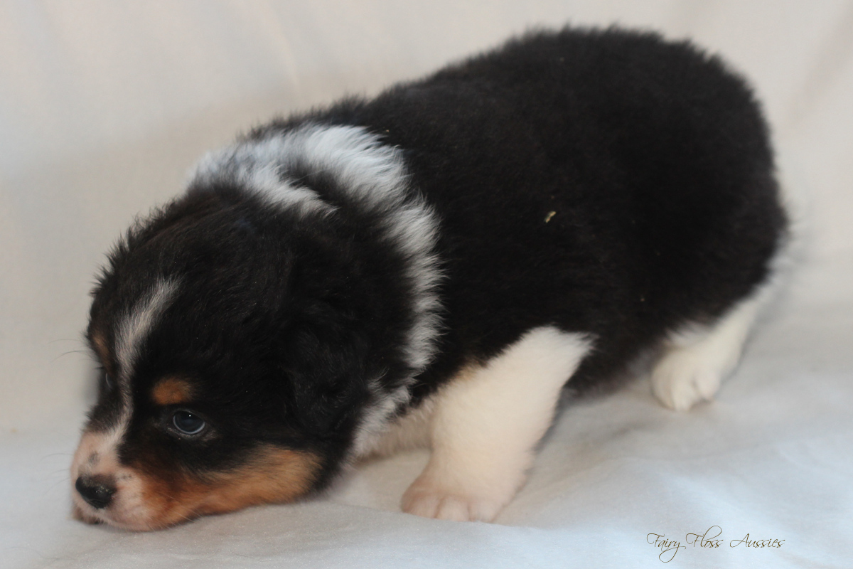 CH Energie's From Zero To Hero - Mini Aussie Blue Merle Deckr&uuml;de