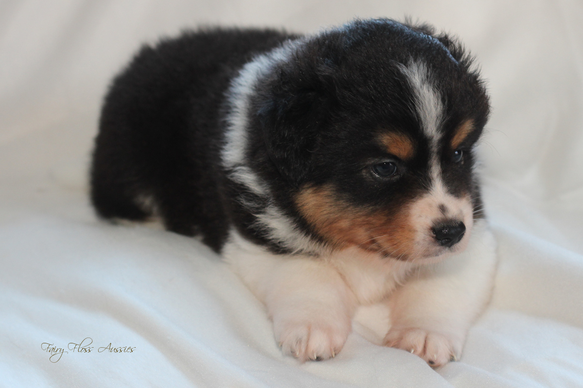 CH Energie's From Zero To Hero - Mini Aussie Blue Merle Deckr&uuml;de