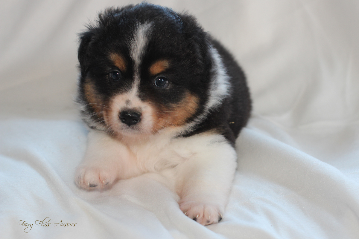 CH Energie's From Zero To Hero - Mini Aussie Blue Merle Deckr&uuml;de