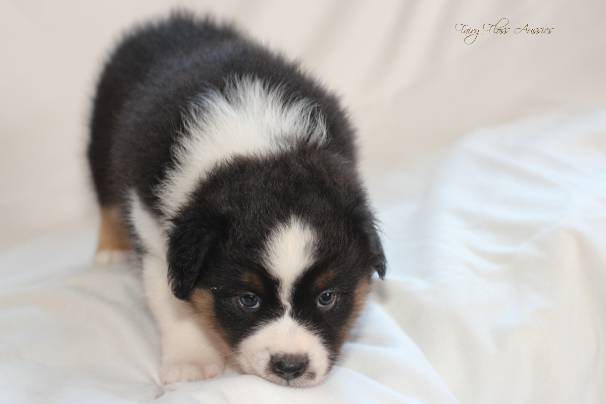 CH Energie's From Zero To Hero - Mini Aussie Blue Merle Deckr&uuml;de