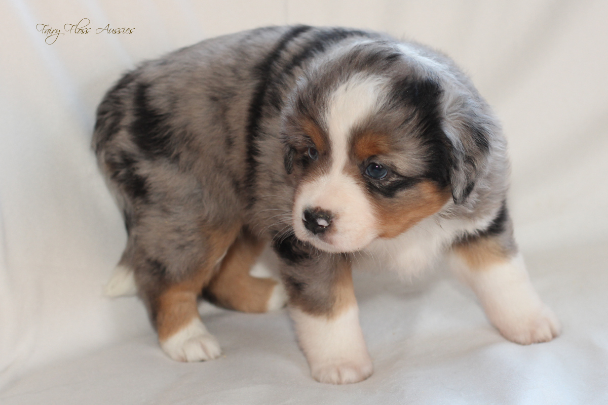 CH Energie's From Zero To Hero - Mini Aussie Blue Merle Deckr&uuml;de