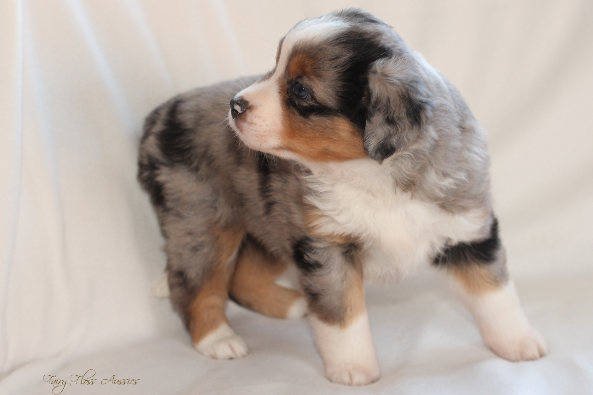 CH Energie's From Zero To Hero - Mini Aussie Blue Merle Deckr&uuml;de