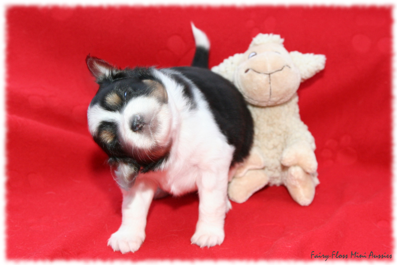 Gigi - Schaut schräg! Gigi schaut schräg...