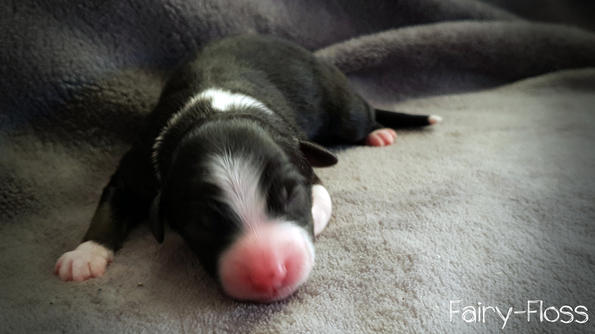 Miniature Australian Shepherd Welpen Mini Aussie Welpen