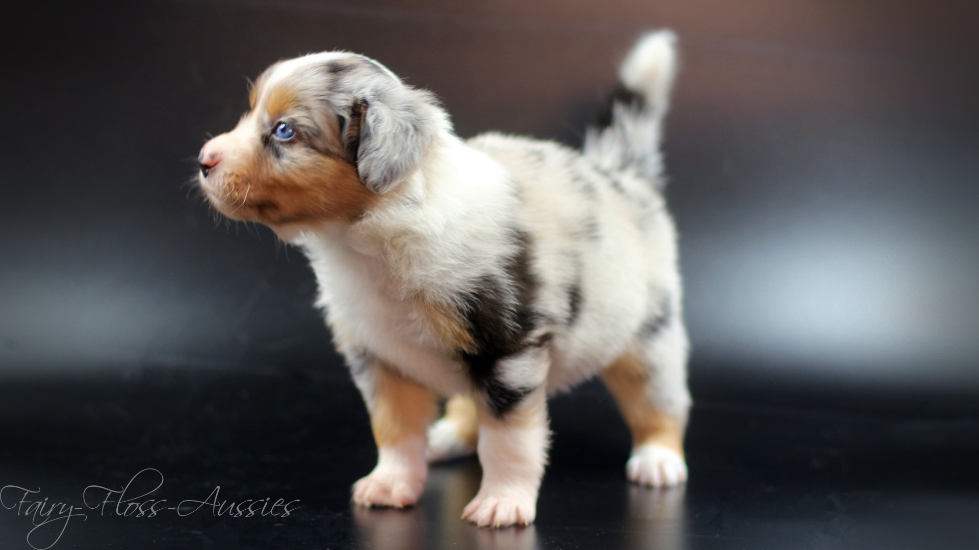 Mini Aussie M&auml;dchen - blue merle
