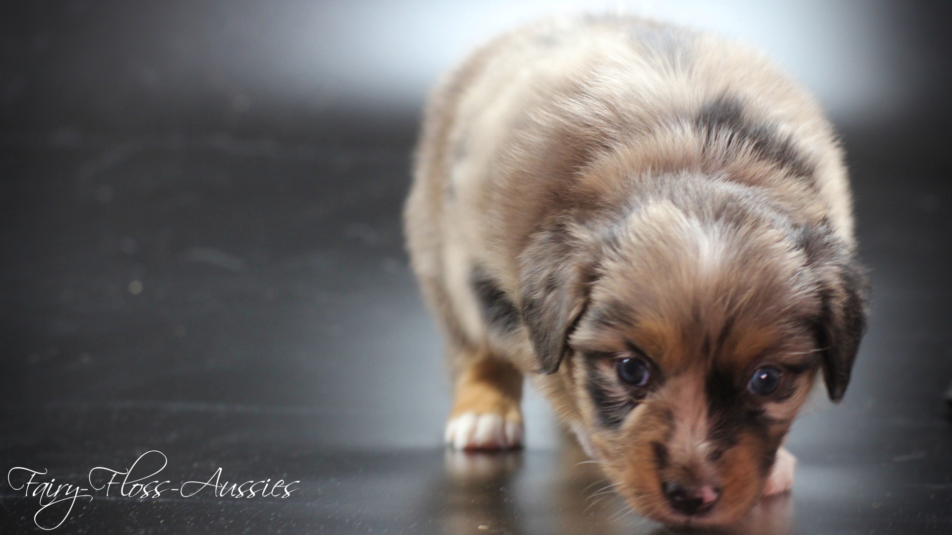 Mini Aussie Welpe blue merle R&uuml;de blaue Augen
