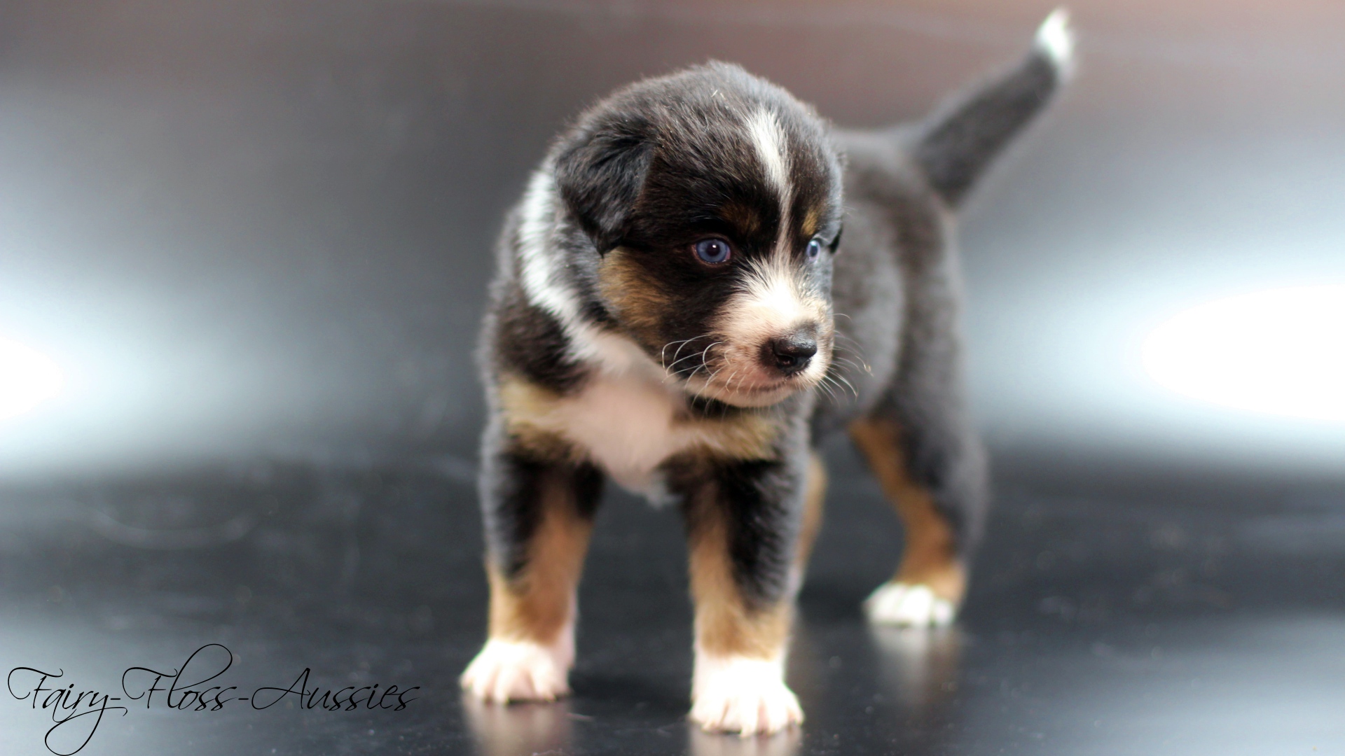MIni Aussie Welpe black tri mit blauen Augen